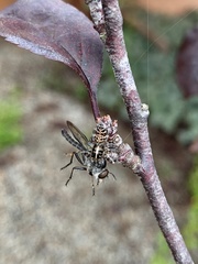 Sandalodes bipenicillatus