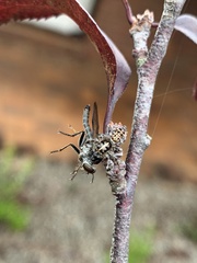 Sandalodes bipenicillatus