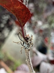 Sandalodes bipenicillatus