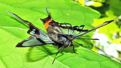 Chorinea heliconides