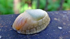 Peltella