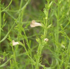 Agalinis communis