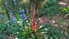 Vriesea philippocoburgi