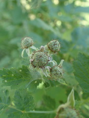 Rubus leucodermis