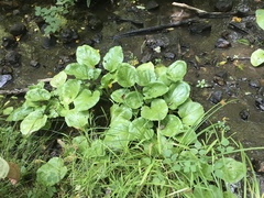 Plantago cordata