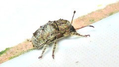 Toxonotus