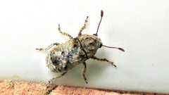 Toxonotus