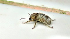 Toxonotus
