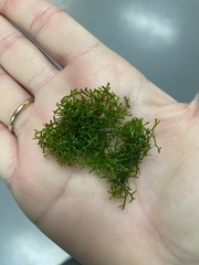 Riccia fluitans