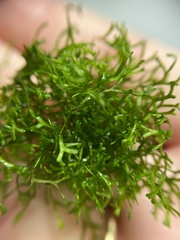 Riccia fluitans