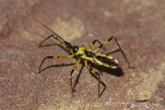 Poecilosphodrus