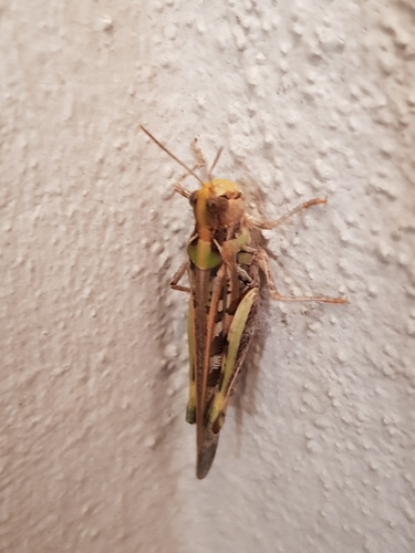 Australian Plague Locust photo 3