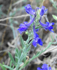 Delphinium peregrinum