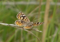 Aricoris indistincta