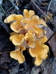 Craterellus odoratus