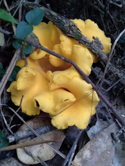Craterellus odoratus