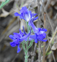 Delphinium peregrinum