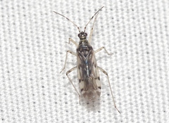 Dicyphus paddocki