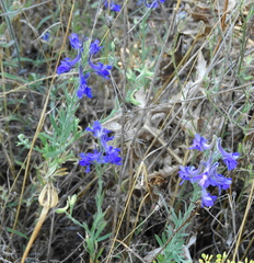 Delphinium peregrinum