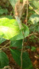 Homoeocerus angulatus