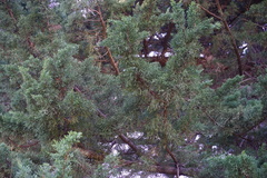 Cupressus abramsiana