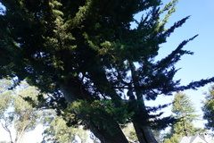 Cupressus abramsiana