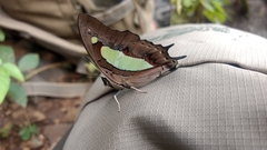 Polyura