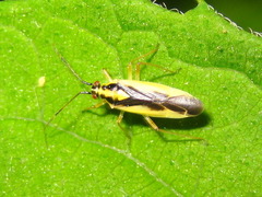 Dryophilocoris kerzhneri