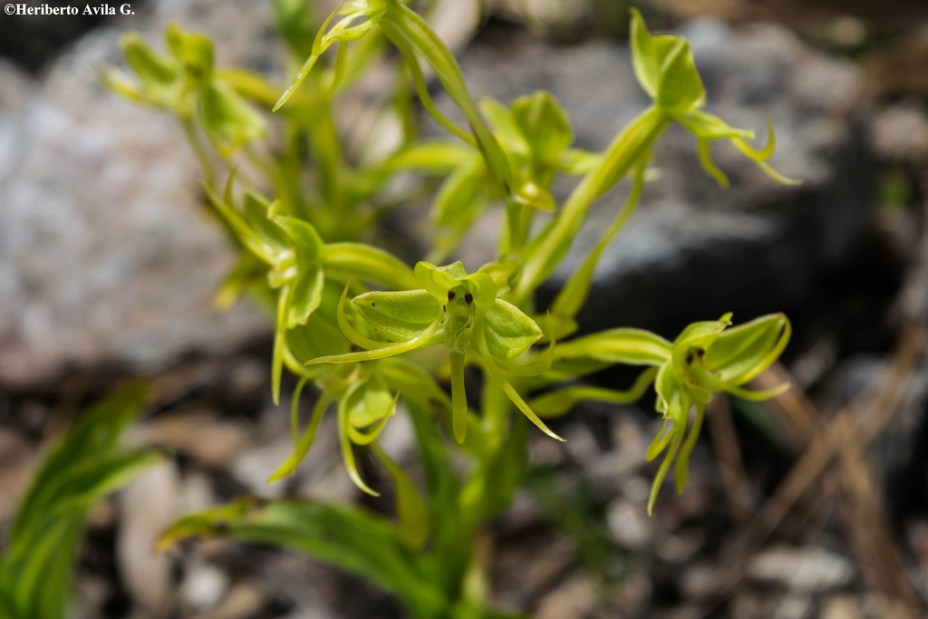 Habenaria jaliscana