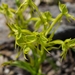 Habenaria jaliscana - Photo (c) Heriberto Ávila-González, some rights reserved (CC BY-NC), uploaded by Heriberto Ávila-González