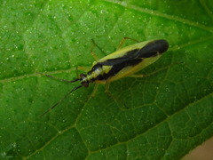 Dryophilocoris kerzhneri