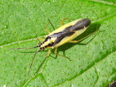 Dryophilocoris kerzhneri