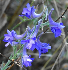 Delphinium peregrinum