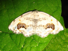Auzata nigrata