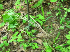 Clematis heracleifolia