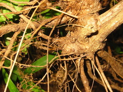 Clematis heracleifolia