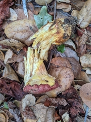 Butyriboletus querciregius