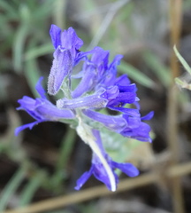 Delphinium peregrinum