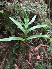 Microsorum novae-zealandiae