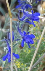 Delphinium peregrinum