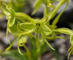 Habenaria jaliscana