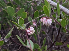 Arctostaphylos hookeri
