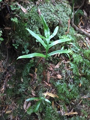 Microsorum novae-zealandiae