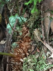 Microsorum novae-zealandiae