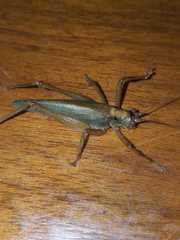 Cocconotini