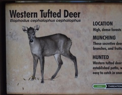 Elaphodus cephalophus