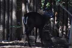 Elaphodus cephalophus
