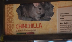 Chinchilla lanigera