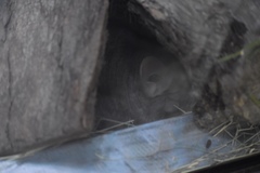 Chinchilla lanigera