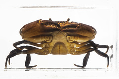 Hypolobocera ucayalensis